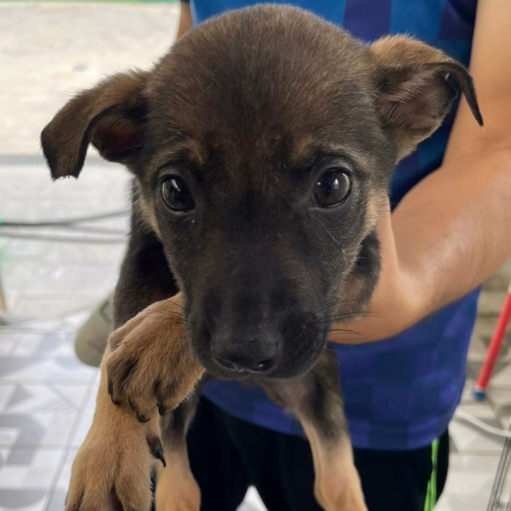 Tan young female mixed-breed dog, Small, shelter no. …3025