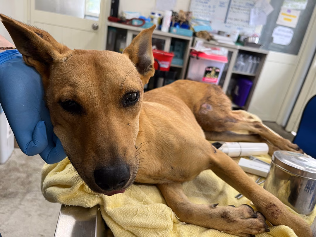 Tan adult female mixed-breed dog, Medium, shelter no. …1107