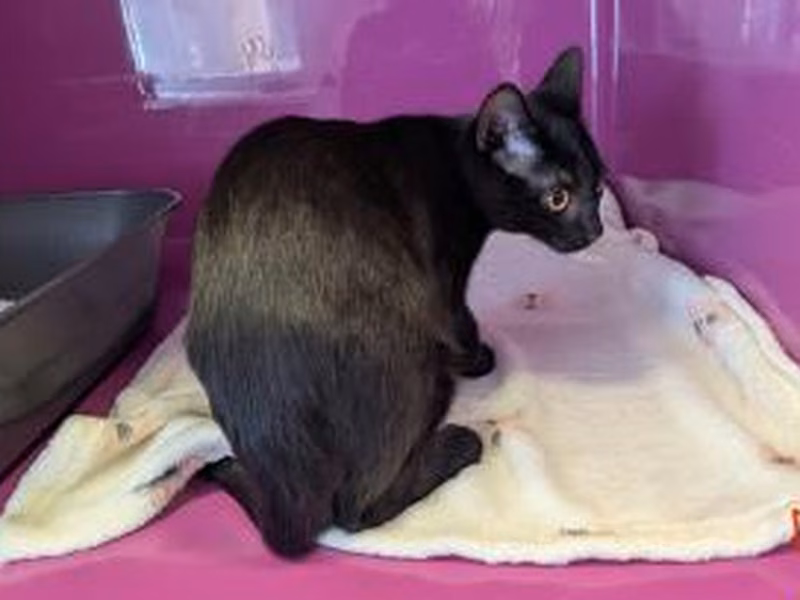 Black young male European Shorthair, shelter no. …4207