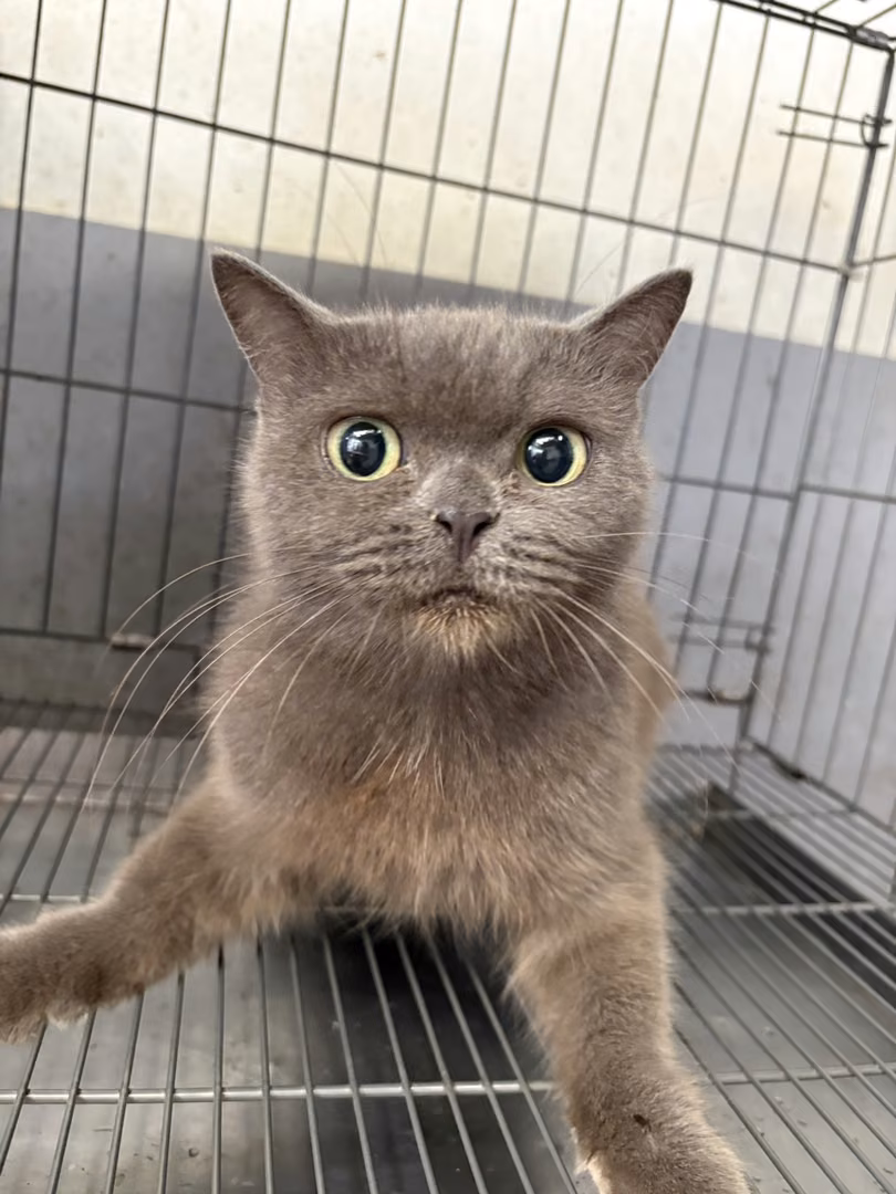 Gray adult female British Shorthair, Medium, shelter no. …8001
