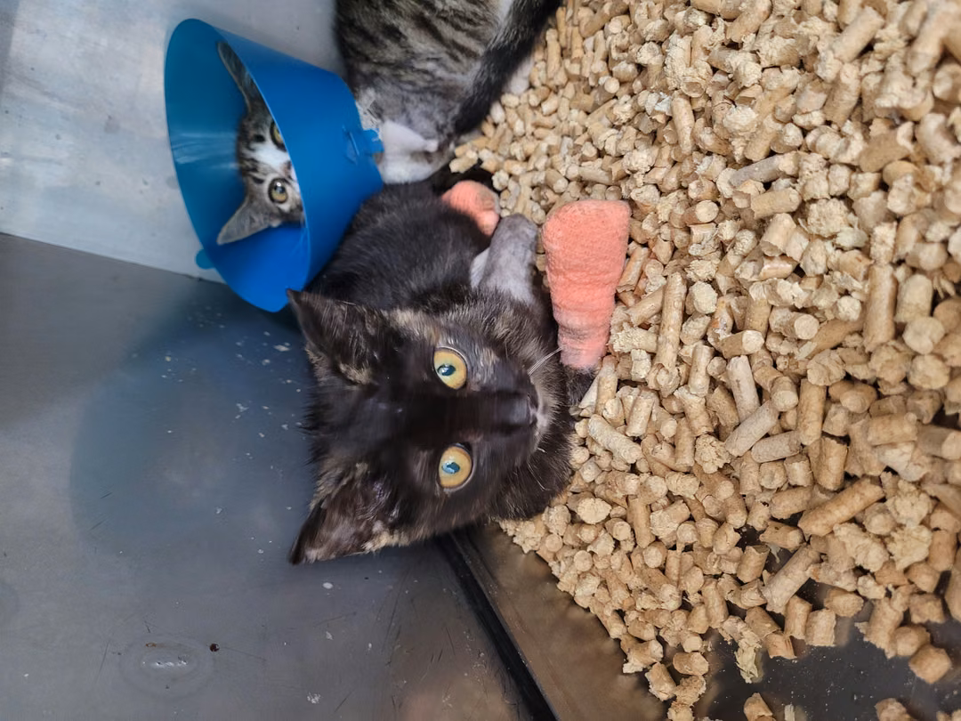Young female mixed-breed cat, Small, shelter no. …2013
