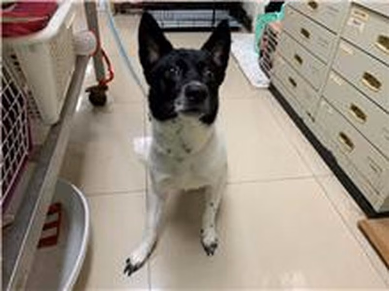 Black-and-white adult male mixed-breed dog, Medium, shelter no. …0807