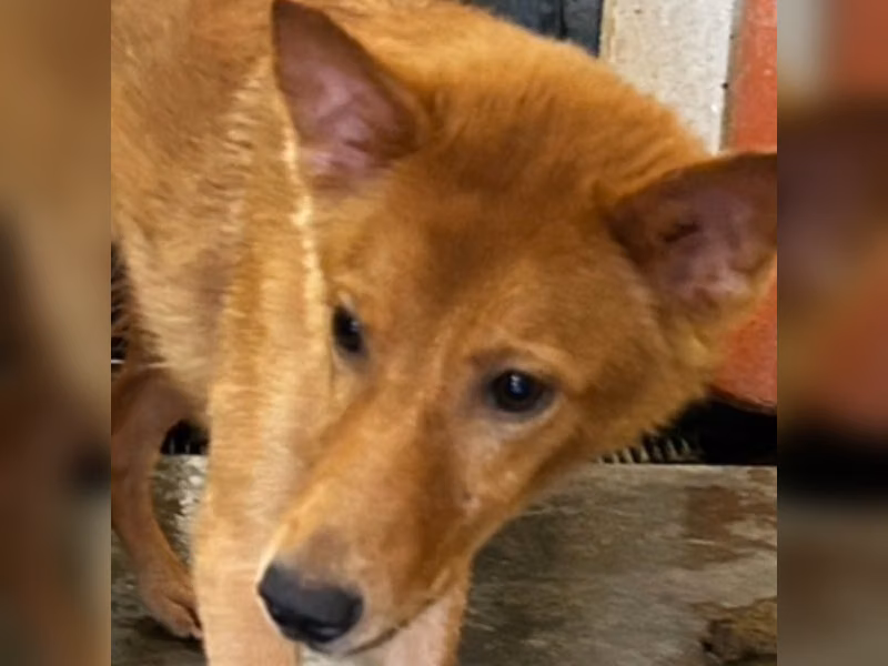Chienne croisée femelle adulte (fauve), Moyen, refuge n° …2007