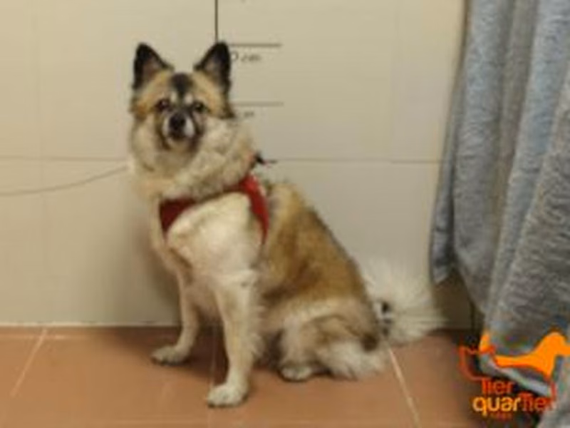 White-and-brown adult female German Spitz, shelter no. …3273