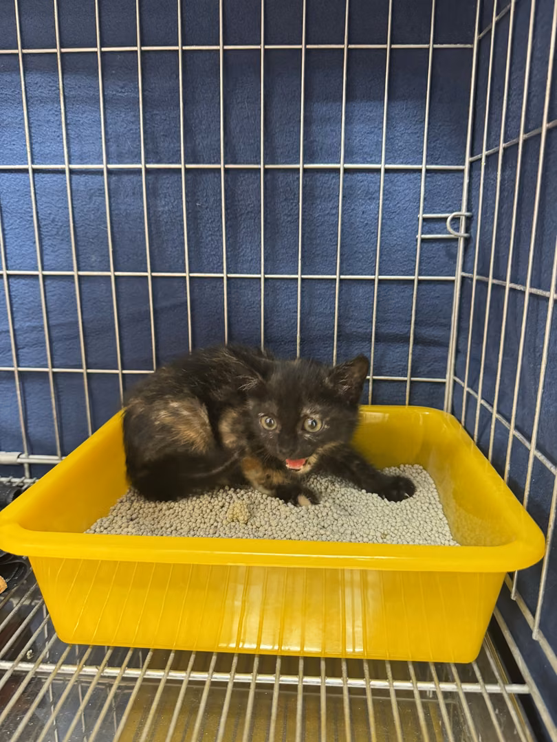 Young female mixed-breed cat, Small, shelter no. …7004