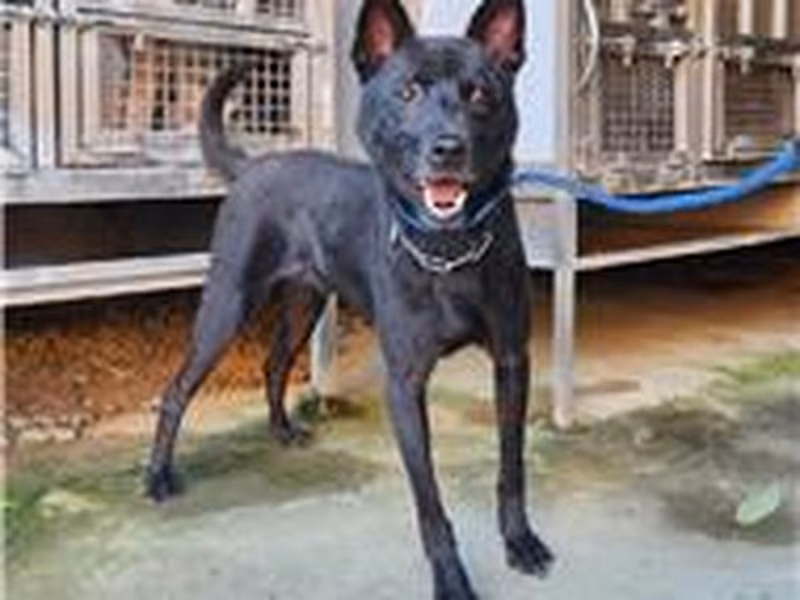 Black adult male mixed-breed dog, Medium, shelter no. …2001
