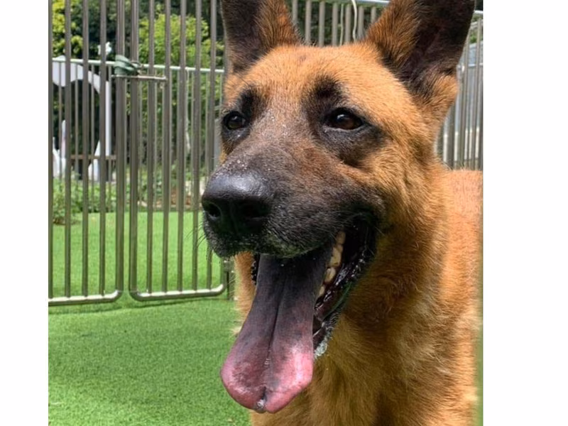 Tan adult male mixed-breed dog, Large, shelter no. …6001