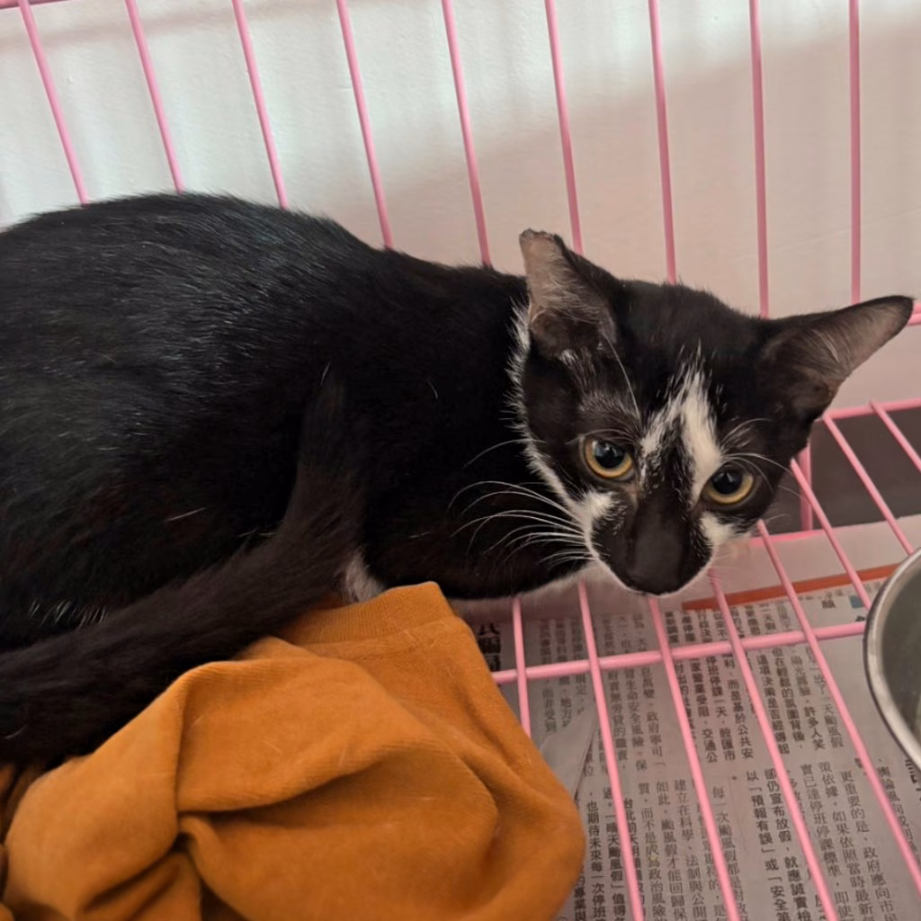 Tabby-and-white adult male mixed-breed cat, Small, shelter no. …8-08