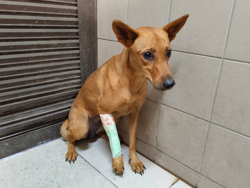 Tan adult female mixed-breed dog, Large, shelter no. …1104