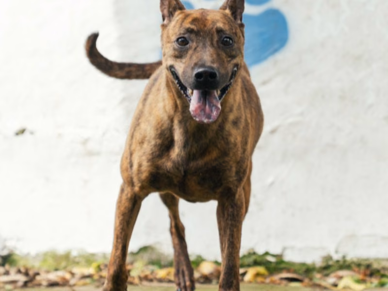 Tabby adult male mixed-breed dog, Medium, shelter no. …3004