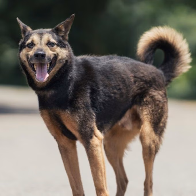 Black-and-tan adult male mixed-breed dog, Medium, shelter no. …0001