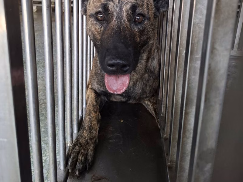 Tabby adult male mixed-breed dog, Large, shelter no. …0-04