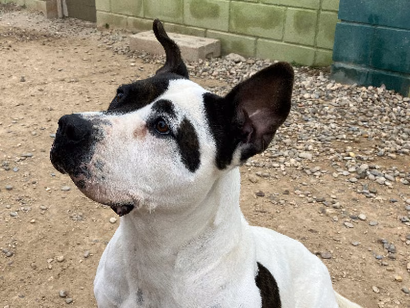 June, Senior · Female · Medium · American Pit Bull Terrier