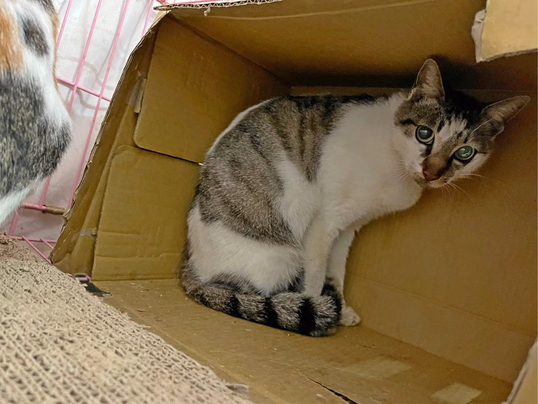Tabby-and-white adult female mixed-breed cat, Small, shelter no. …0204