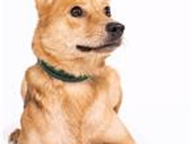 Brown-and-black adult female mixed-breed dog, Medium, shelter no. …0305