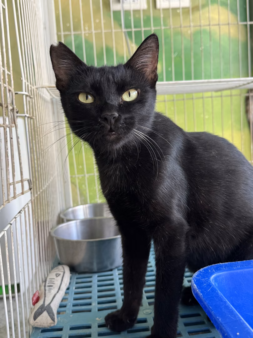 Black adult female mixed-breed cat, Large, shelter no. …0004