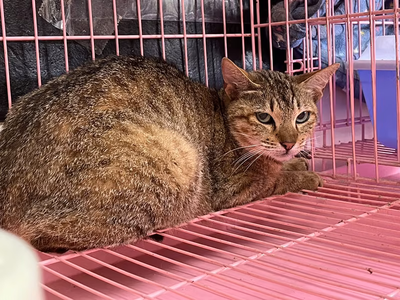 Tabby adult female mixed-breed cat, Medium, shelter no. …1204