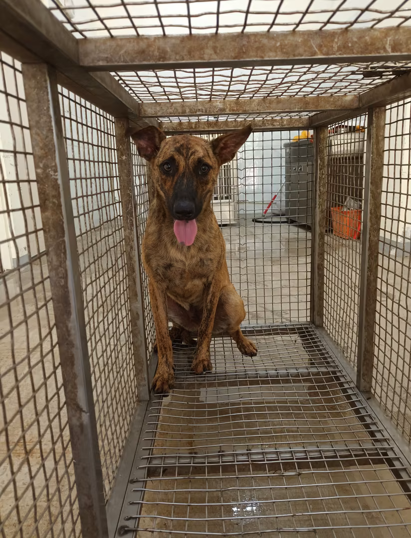 Tabby adult male mixed-breed dog, Medium, shelter no. …0008