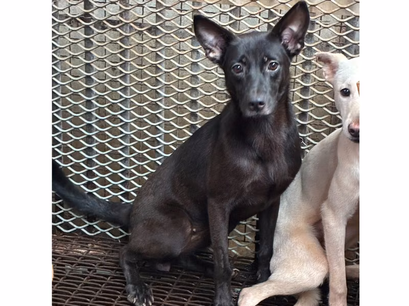 Black young female mixed-breed dog, Small, shelter no. …6003