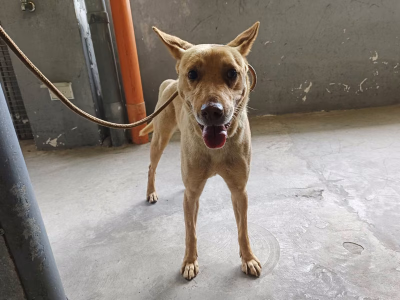 Tan adult male mixed-breed dog, Medium, shelter no. …9001