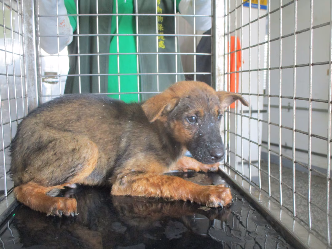 Brown young male mixed-breed dog, Small, shelter no. …5A23