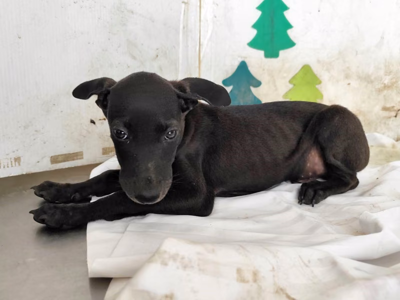 Black young male mixed-breed dog, Small, shelter no. …1512