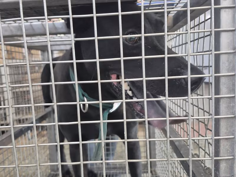 Black adult male mixed-breed dog, Medium, shelter no. …0-01