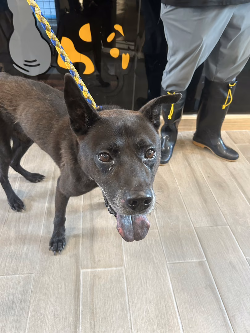 Black adult male mixed-breed dog, Medium, shelter no. …8002