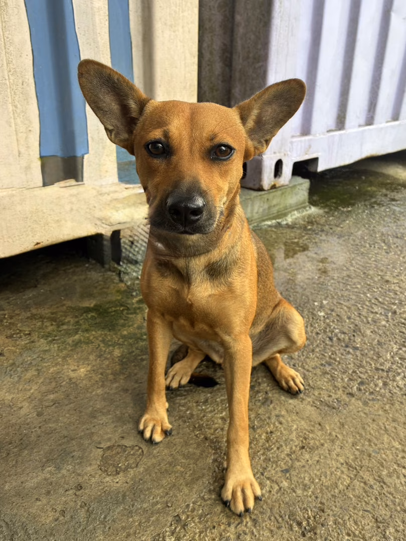 Tan adult female mixed-breed dog, Medium, shelter no. …3006