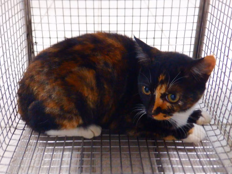 Calico adult female mixed-breed cat, Small, shelter no. …14C7