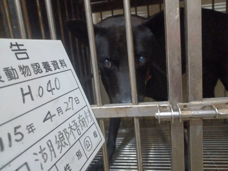 Black adult male mixed-breed dog, Large, shelter no. …040D