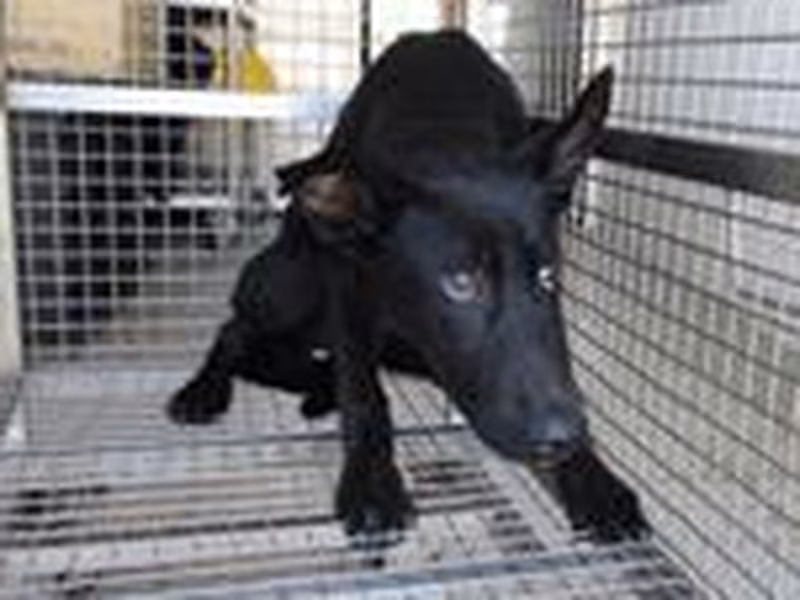 Black adult male mixed-breed dog, Medium, shelter no. …6299
