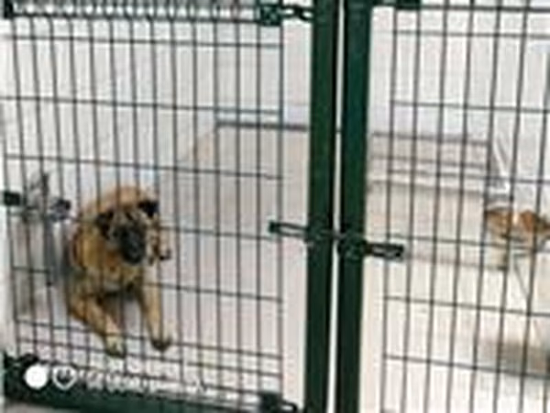Brown-and-black adult female mixed-breed dog, Medium, shelter no. …5002