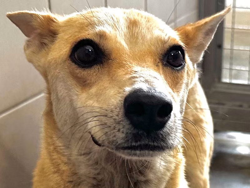 Tan-and-white adult female mixed-breed dog, Medium, shelter no. …7002