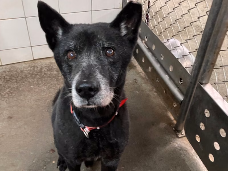 Black adult male mixed-breed dog, Large, shelter no. …6001