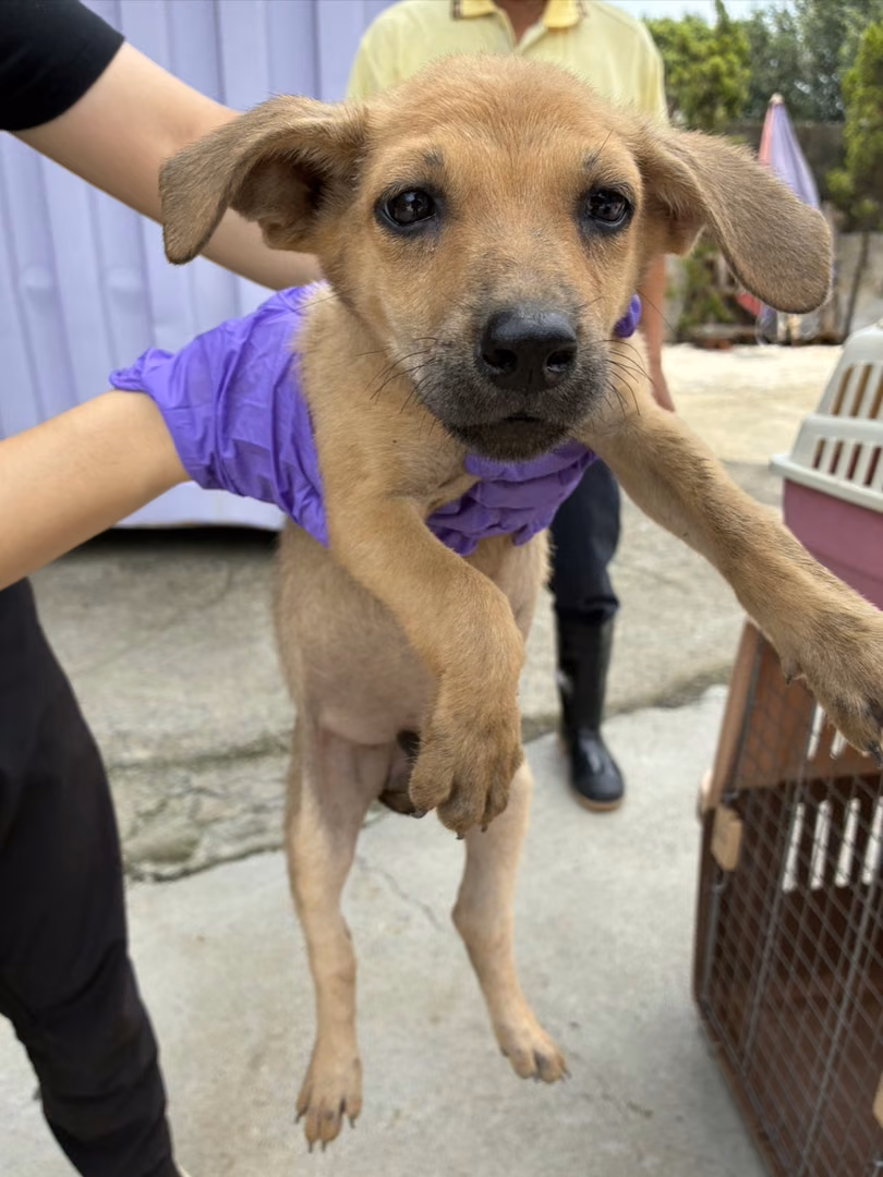 Young female mixed-breed dog, Small, shelter no. …8008