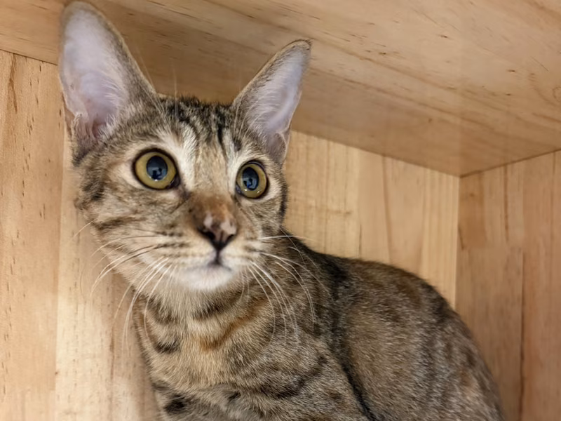 Tabby young female mixed-breed cat, Small, shelter no. …1006