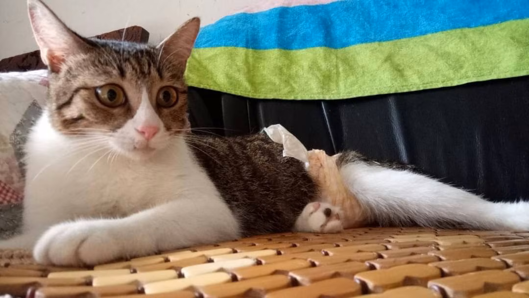 Tabby-and-white adult female mixed-breed cat, Medium, shelter no. …9002