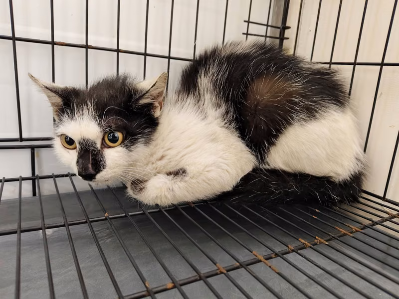 Black-and-white adult male mixed-breed cat, Medium, shelter no. …1402