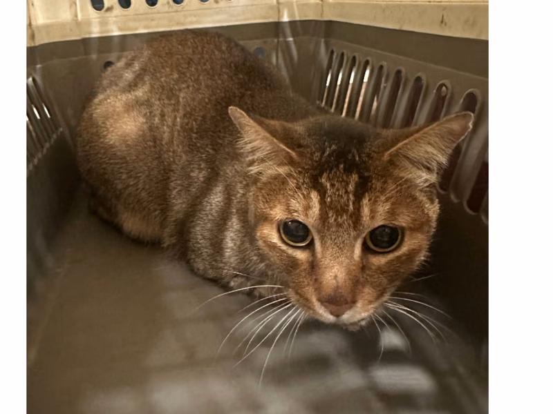 Tabby adult male mixed-breed cat, Medium, shelter no. …0001