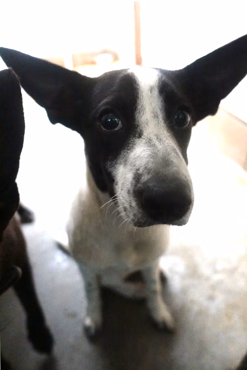 Black-and-white young female mixed-breed dog, Medium, shelter no. …1579