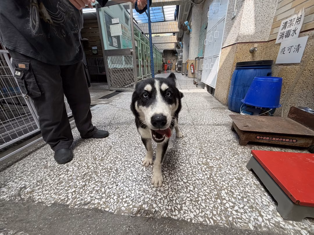 Black young female Siberian Husky, Medium, shelter no. …02W8