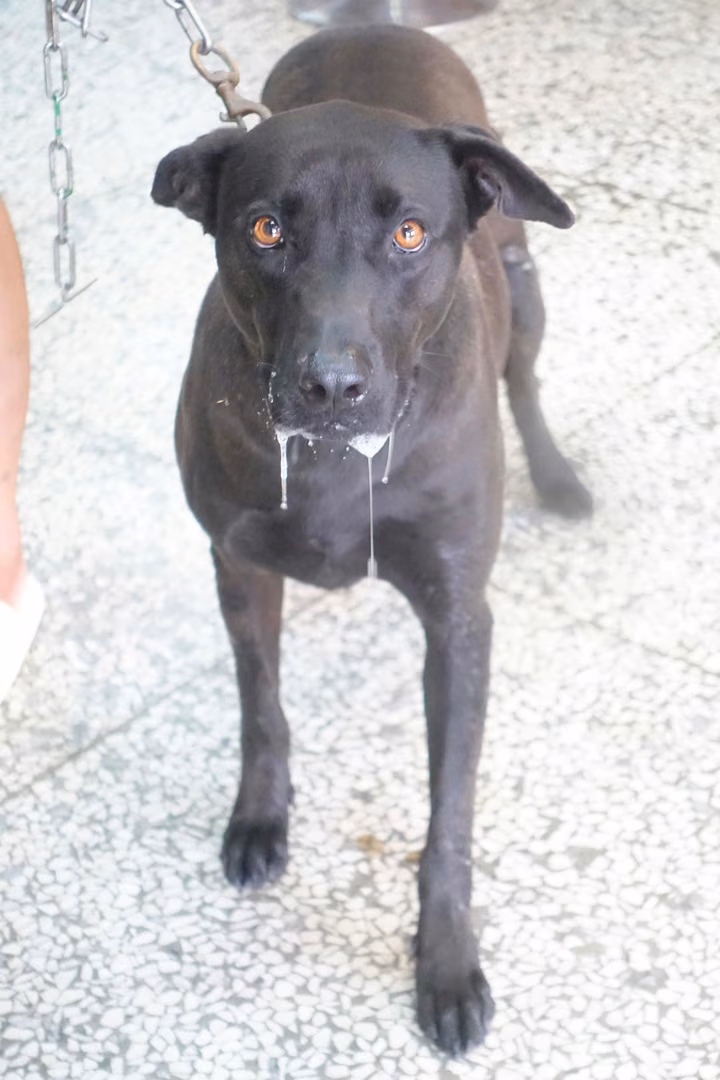 Black adult female mixed-breed dog, Large, shelter no. …0653