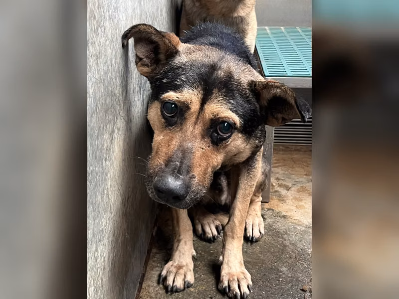 成年公混種犬,中型, 收容編號 …5002