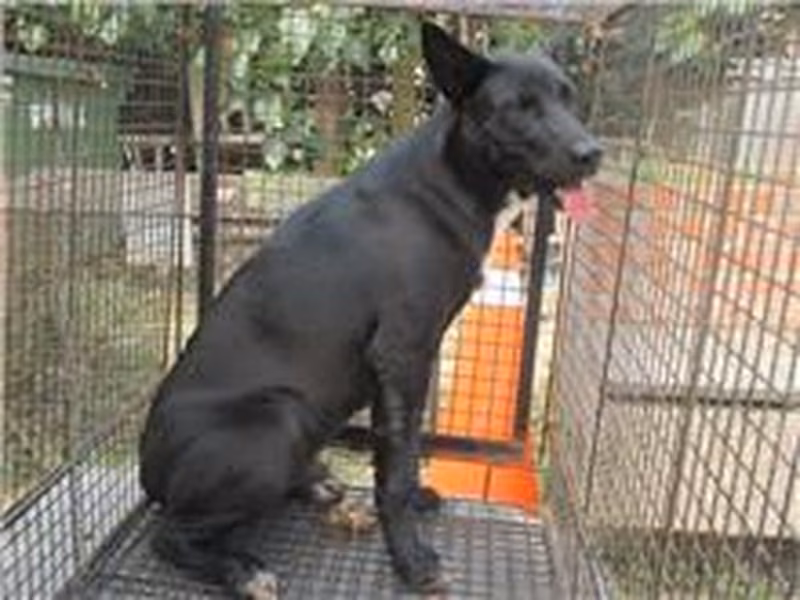 Black male mixed-breed dog, Medium, shelter no. …8005