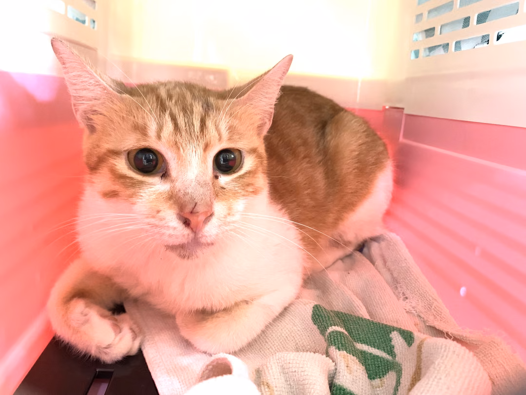 Orange-and-white adult female mixed-breed cat, Medium, shelter no. …2717