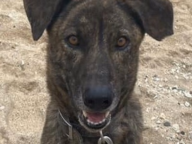 Tabby adult male mixed-breed dog, Large, shelter no. …2016
