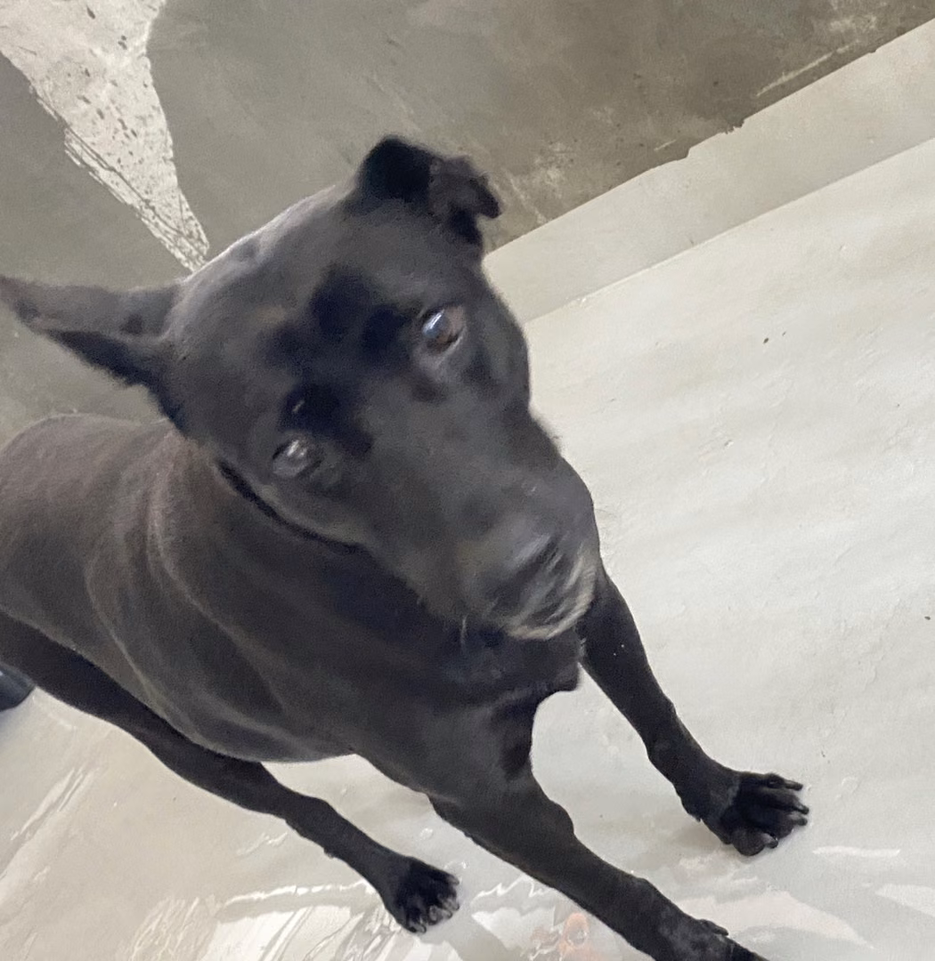 Black adult female mixed-breed dog, Large, shelter no. …3001