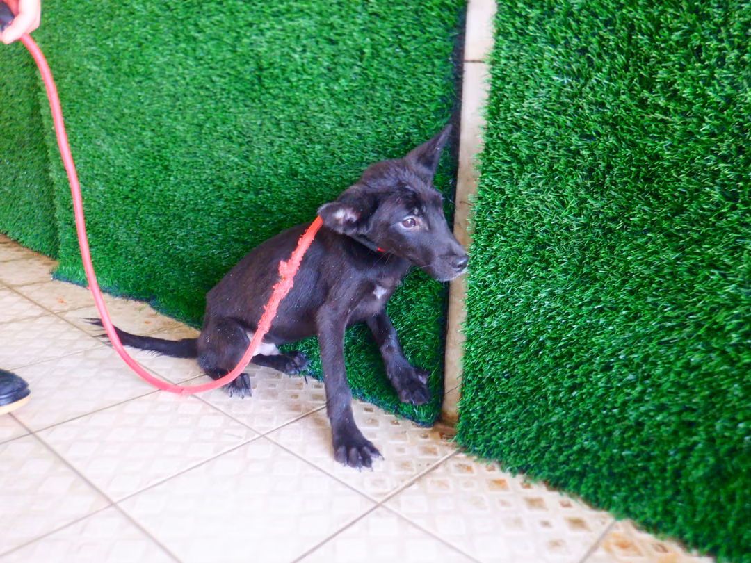 Black young male mixed-breed dog, Small, shelter no. …2792