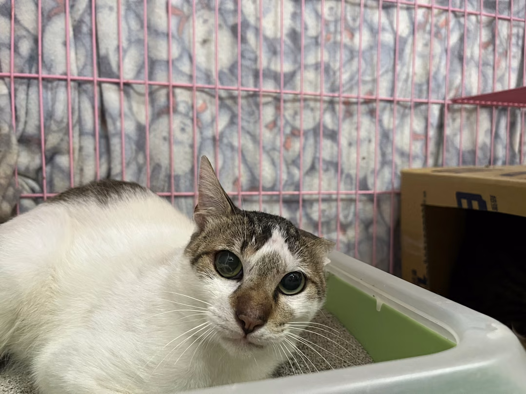 Tabby-and-white adult male mixed-breed cat, Medium, shelter no. …0403